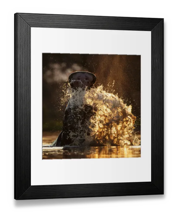 Framed Print : Hippopotamus (Hippopotamus amphibius) splashing in pool in evening light. Mana Pools National Park Framed Print : Hippopotamus (Hippopotamus amphibius) splashing in pool in evening light. Mana Pools National Park