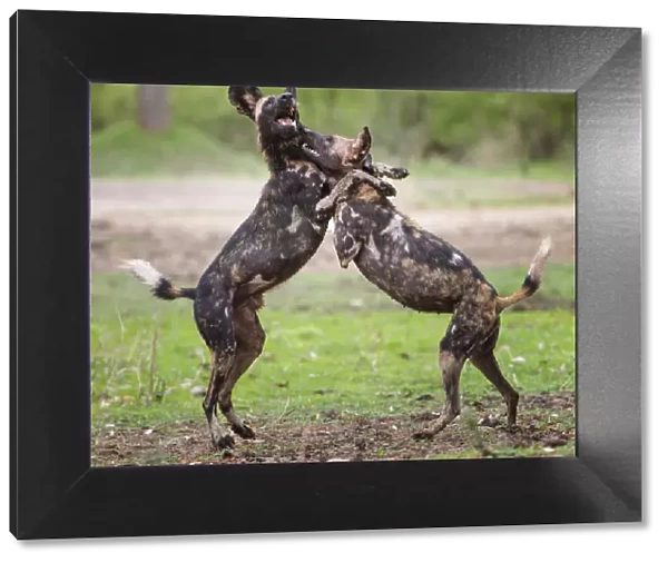 African wild dog (Lycaon pictus), male and female play fighting. Mana Pools National Park, Zimbabwe