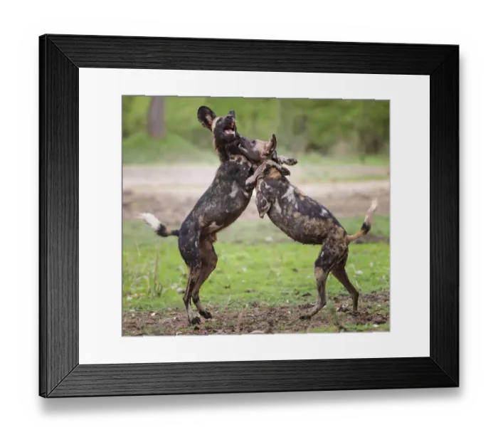 Framed Print : African wild dog (Lycaon pictus), male and female play fighting. Mana Pools National Park, Zimbabwe Framed Print : African wild dog (Lycaon pictus), male and female play fighting. Mana Pools National Park, Zimbabwe