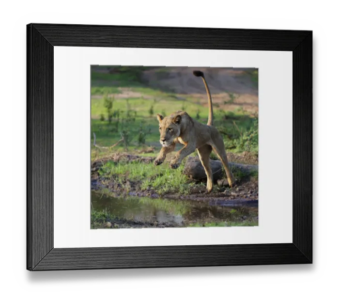Framed Print : Lion (Panthera leo), female jumping over a stream. Mana Pools National Park, Zimbabwe Framed Print : Lion (Panthera leo), female jumping over a stream. Mana Pools National Park, Zimbabwe