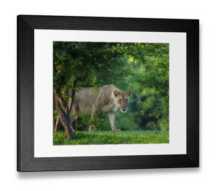 Framed Print : Lion (Panthera leo), female amongst trees. Mana Pools National Park, Zimbabwe. November Framed Print : Lion (Panthera leo), female amongst trees. Mana Pools National Park, Zimbabwe. November