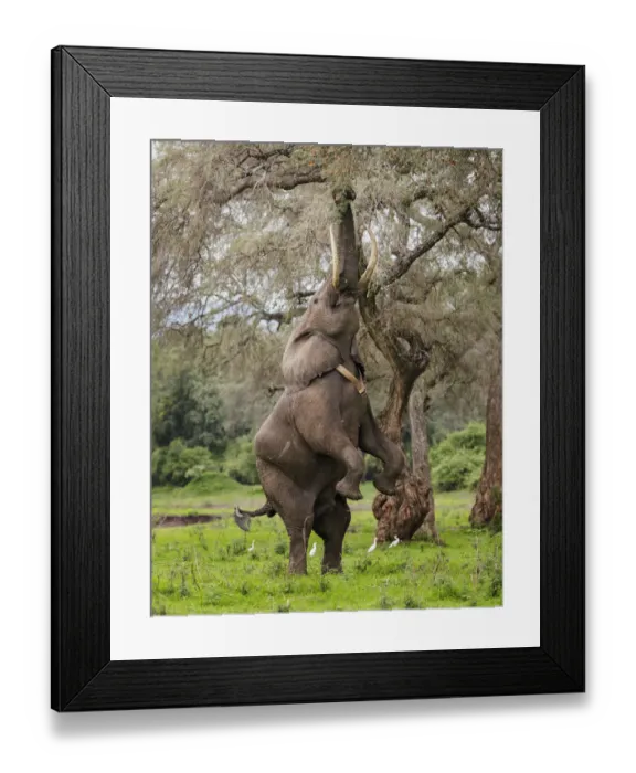 Framed Print : Elephant (Loxodonta africana), male standing on hind legs to reach acacia pods with Cattle egrets Framed Print : Elephant (Loxodonta africana), male standing on hind legs to reach acacia pods with Cattle egrets