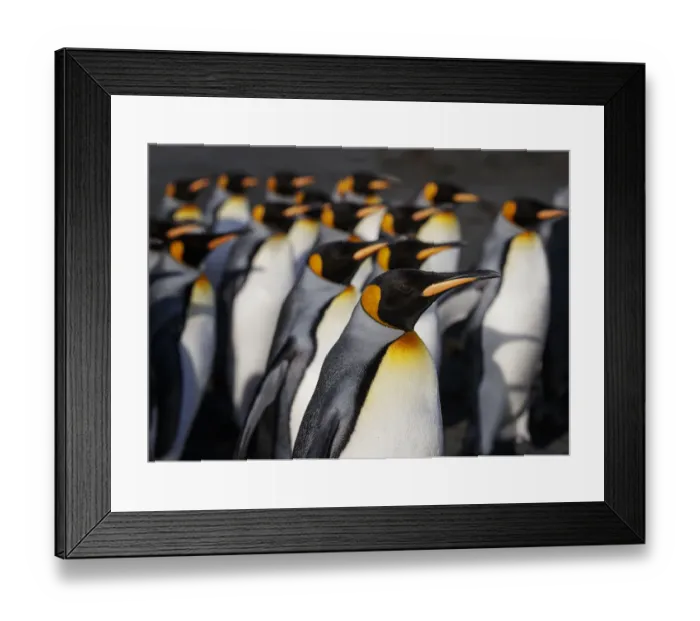 Framed Print : King penguin (Aptenodytes patagonicus) colony. Right Whale Bay, South Georgia. September Framed Print : King penguin (Aptenodytes patagonicus) colony. Right Whale Bay, South Georgia. September