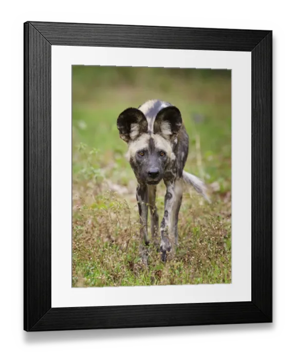Framed Print : African wild dog (Lycaon pictus) portrait, Mana Pools National Park, Zimbabwe Framed Print : African wild dog (Lycaon pictus) portrait, Mana Pools National Park, Zimbabwe