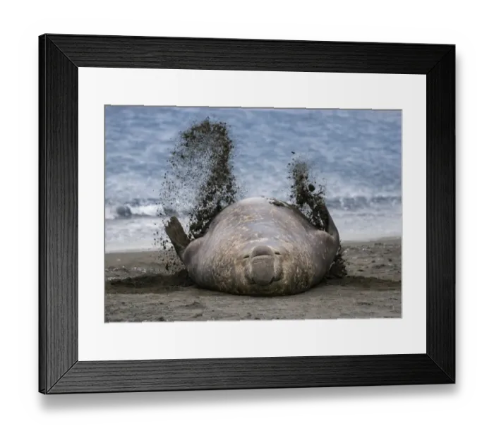 Framed Print : Southern elephant seal (Mirounga leonina), male flicking sand over body on beach Framed Print : Southern elephant seal (Mirounga leonina), male flicking sand over body on beach