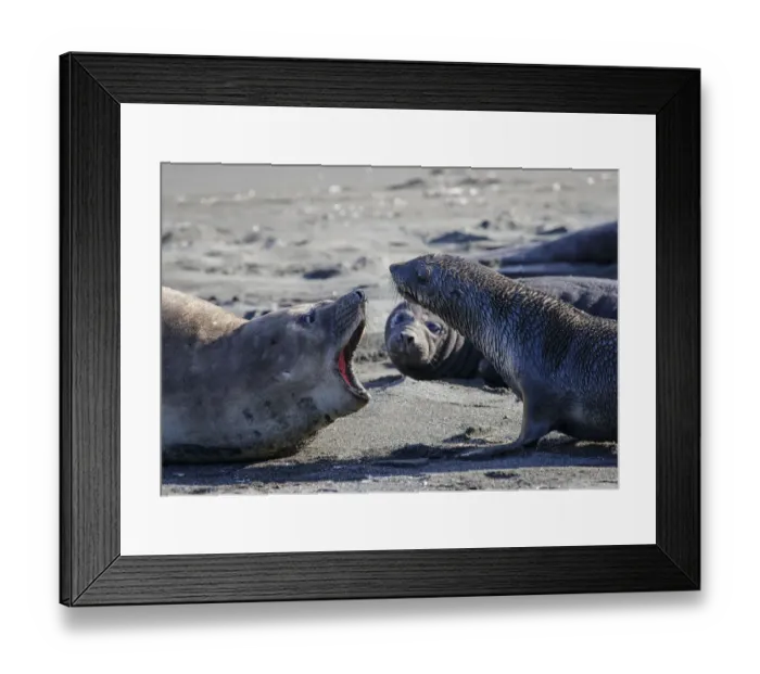 Framed Print : Antarctic fur seal (Arctocephalus gazella), mother warning off curious juvenile Framed Print : Antarctic fur seal (Arctocephalus gazella), mother warning off curious juvenile