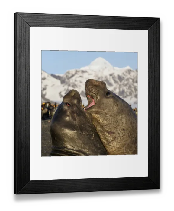 Framed Print : Southern elephant seal (Mirounga leonina), two males fighting. St Andrews Bay, South Georgia Framed Print : Southern elephant seal (Mirounga leonina), two males fighting. St Andrews Bay, South Georgia