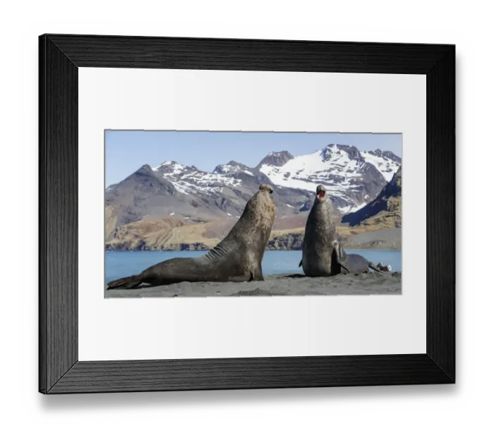 Framed Print : Southern elephant seal (Mirounga leonina), two males threatening one another, about to fight Framed Print : Southern elephant seal (Mirounga leonina), two males threatening one another, about to fight