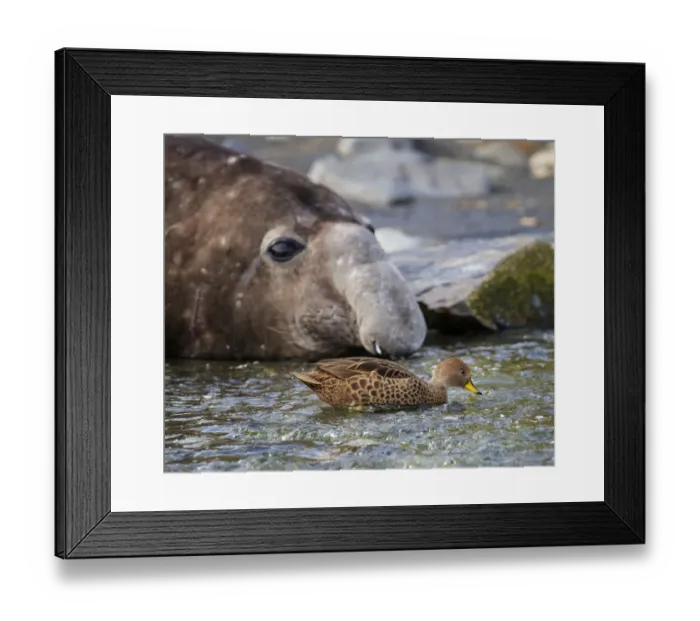 Framed Print : South Georgia pintail (Anas georgica georgica) swimming in front of Southern elephant seal Framed Print : South Georgia pintail (Anas georgica georgica) swimming in front of Southern elephant seal