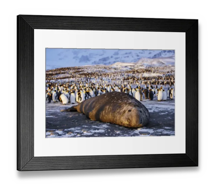 Framed Print : Southern elephant seal (Mirounga leonina), male at sunrise with King penguin (Aptenodytes Framed Print : Southern elephant seal (Mirounga leonina), male at sunrise with King penguin (Aptenodytes