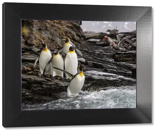 King penguin (Aptenodytes patagonicus) group on rocks, jumping into South Atlantic