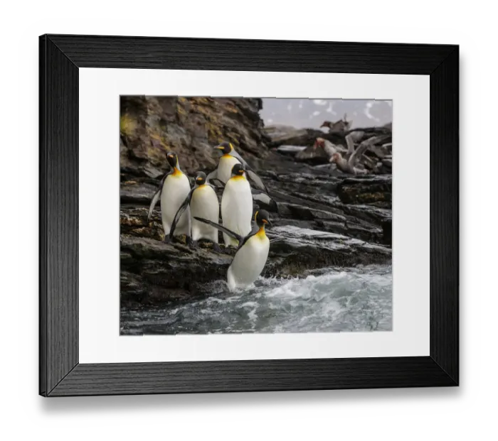Framed Print : King penguin (Aptenodytes patagonicus) group on rocks, jumping into South Atlantic Framed Print : King penguin (Aptenodytes patagonicus) group on rocks, jumping into South Atlantic