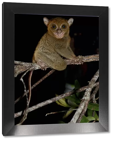 Horsfields tarsier  /  Western tarsier ( Tarsius bancanus ssp. saltator) Belitung Island