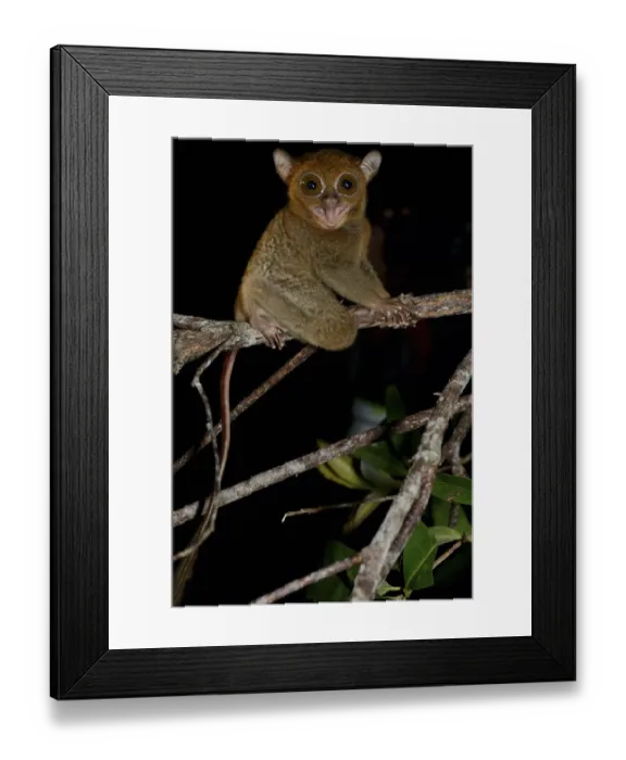 Framed Print : Horsfields tarsier / Western tarsier ( Tarsius bancanus ssp. saltator) Belitung Island Framed Print : Horsfields tarsier / Western tarsier ( Tarsius bancanus ssp. saltator) Belitung Island