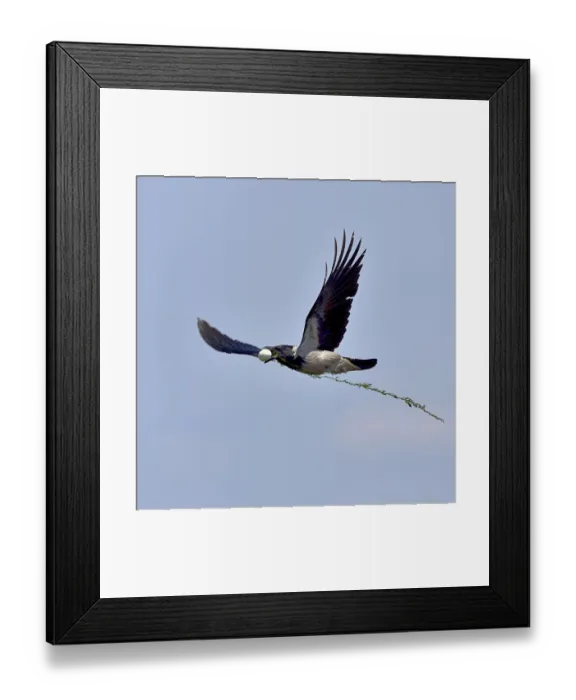 Framed Print : Hooded crown (Corvus cornix) flying with egg in beak, Danube Delta, Romania. May Framed Print : Hooded crown (Corvus cornix) flying with egg in beak, Danube Delta, Romania. May
