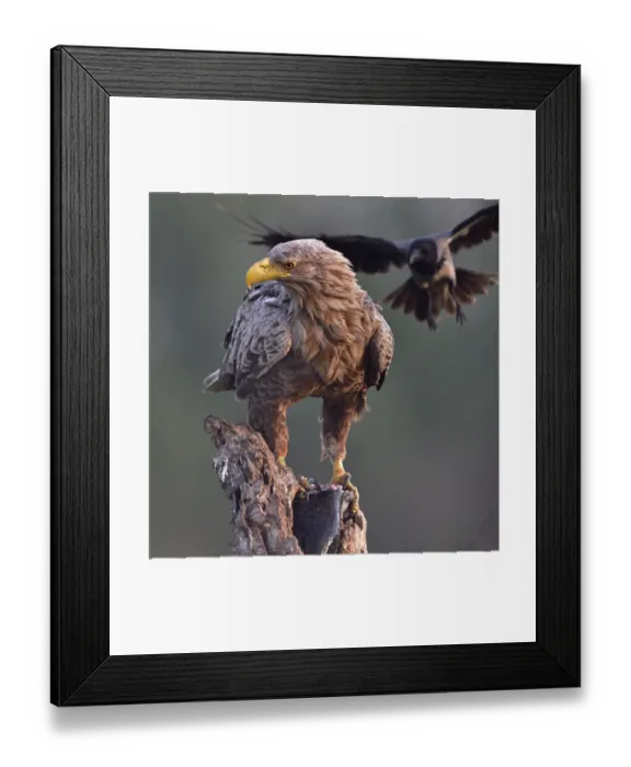 Framed Print : White tailed sea eagle (Haliaeetus albicilla) perched on tree stump with fish. Hooded crow Framed Print : White tailed sea eagle (Haliaeetus albicilla) perched on tree stump with fish. Hooded crow