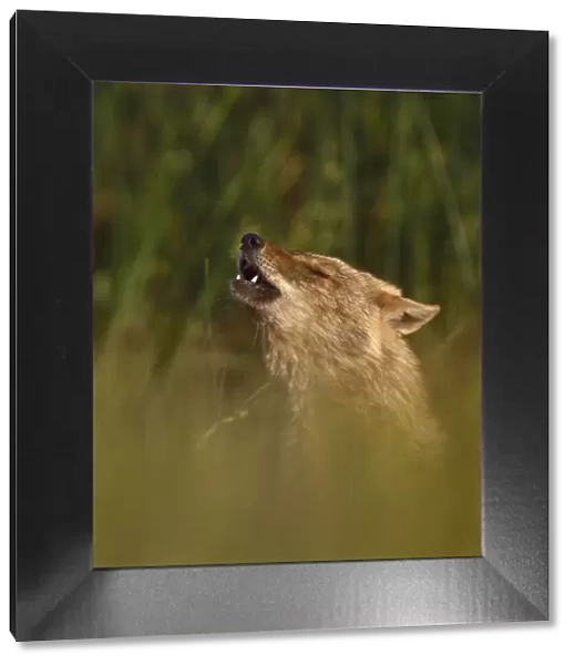 Golden jackal (Canis aureus) howling in grassland. Danube Delta, Romania, May