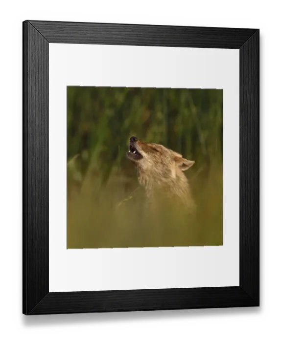 Framed Print : Golden jackal (Canis aureus) howling in grassland. Danube Delta, Romania, May Framed Print : Golden jackal (Canis aureus) howling in grassland. Danube Delta, Romania, May
