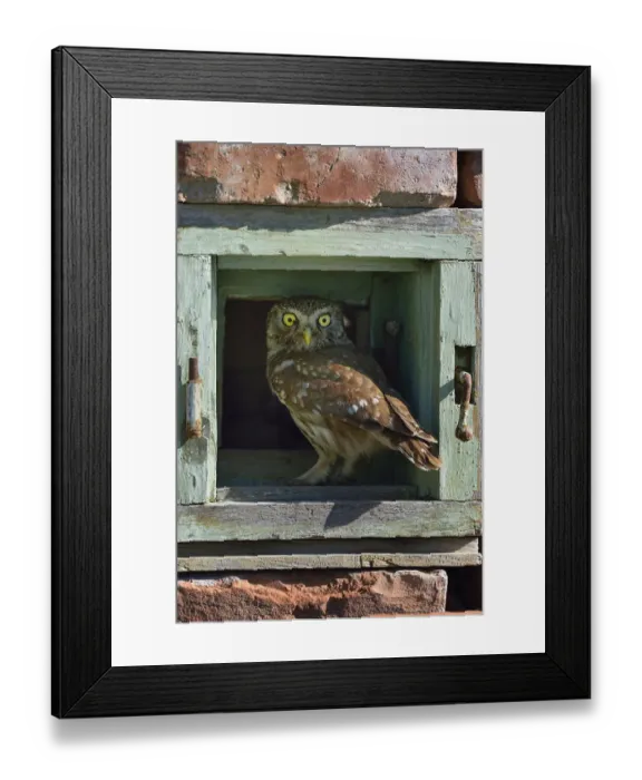 Framed Print : Little owl (Athene noctua) perched in wall. Danube Delta, Romania. May Framed Print : Little owl (Athene noctua) perched in wall. Danube Delta, Romania. May