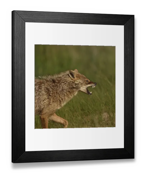 Framed Print : Golden jackal (Canis aureus) snarling. Danube Delta, Romania. May Framed Print : Golden jackal (Canis aureus) snarling. Danube Delta, Romania. May