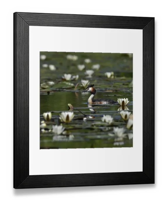 Framed Print : Great crested grebe (Podiceps cristatus) amongst White water lilies (Nymphaea alba) Framed Print : Great crested grebe (Podiceps cristatus) amongst White water lilies (Nymphaea alba)