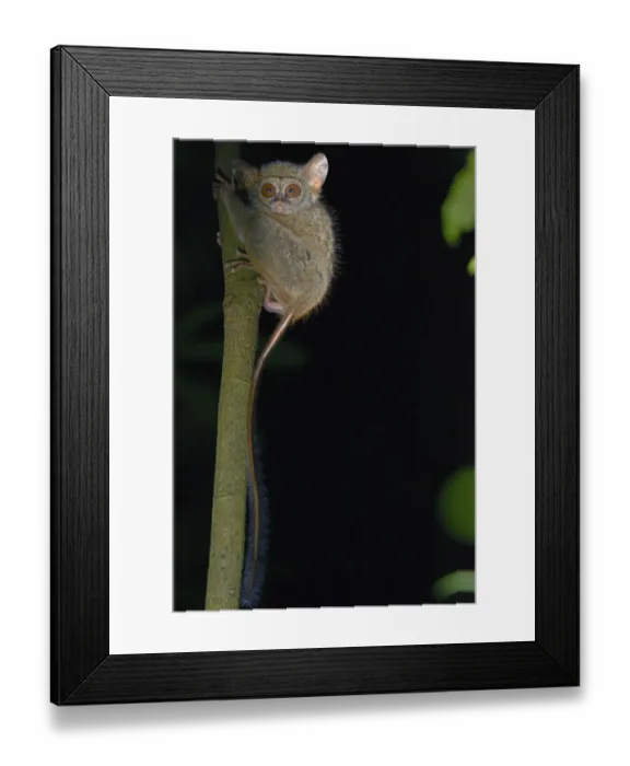 Framed Print : Gurskys spectral tarsier (Tarsius spectrumgurskyae) North Sulawesi Framed Print : Gurskys spectral tarsier (Tarsius spectrumgurskyae) North Sulawesi