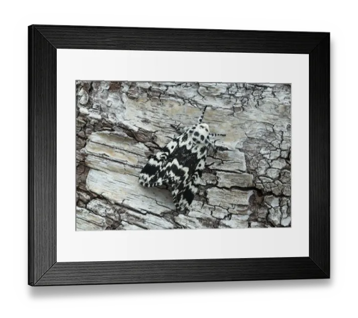Framed Print : Noctuiid moth (Panthea coenobita) resting on bark. Ostretin, Pardubice, Czech Republic Framed Print : Noctuiid moth (Panthea coenobita) resting on bark. Ostretin, Pardubice, Czech Republic