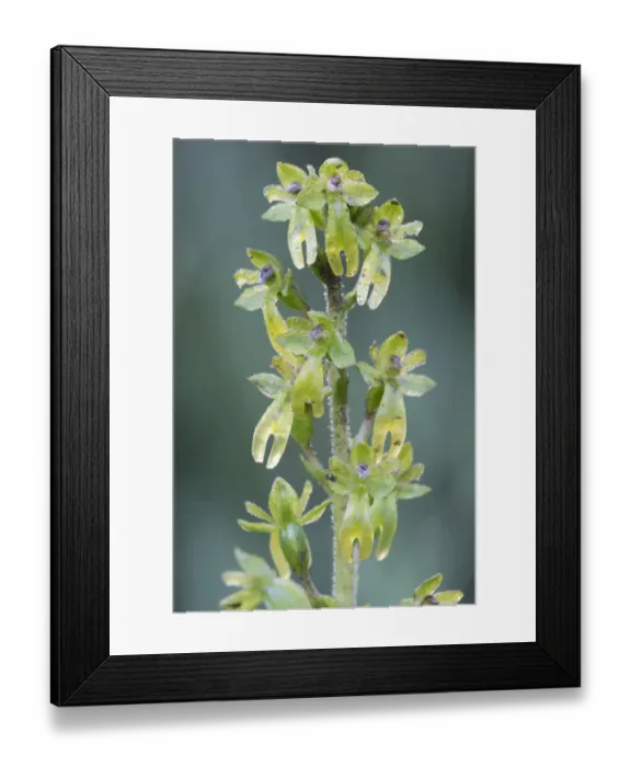Framed Print : Eggleaf twayblade (Listera ovata), Klein Schietveld, Brasschaat, Belgium. May Framed Print : Eggleaf twayblade (Listera ovata), Klein Schietveld, Brasschaat, Belgium. May