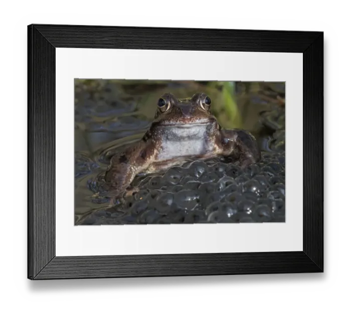 Framed Print : Common frog (Rana temporaria) among mass of frogspawn, Brasschaat, Belgium. March Framed Print : Common frog (Rana temporaria) among mass of frogspawn, Brasschaat, Belgium. March