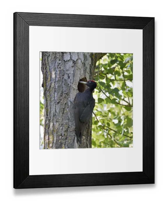Framed Print : Black woodpecker (Dryocopus martius), male at nest hole. Danube Delta, Romania. May Framed Print : Black woodpecker (Dryocopus martius), male at nest hole. Danube Delta, Romania. May
