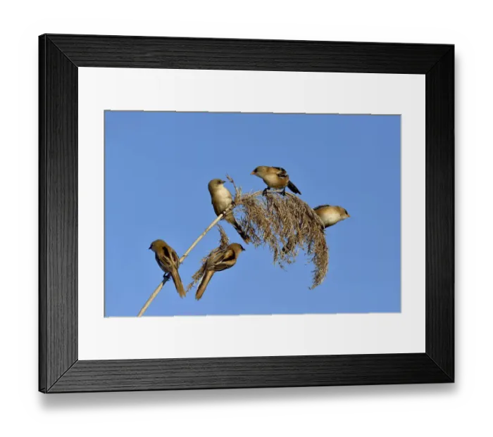 Framed Print : Bearded tit (Panurus biarmicus), five perched on Reed (Phragmites australis). Danube Delta, Romania Framed Print : Bearded tit (Panurus biarmicus), five perched on Reed (Phragmites australis). Danube Delta, Romania