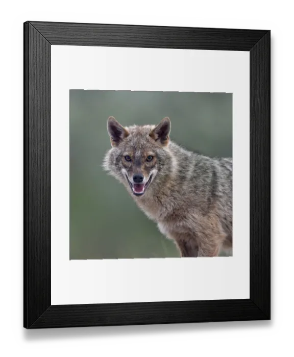 Framed Print : Golden jackal (Canis aureus) portrait. Danube Delta, Romania, May Framed Print : Golden jackal (Canis aureus) portrait. Danube Delta, Romania, May