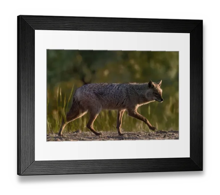 Framed Print : Golden jackal (Canis aureus) walking on sand. Danube Delta, Romania, May Framed Print : Golden jackal (Canis aureus) walking on sand. Danube Delta, Romania, May