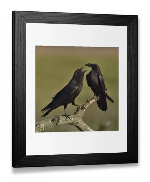 Framed Print : Northern raven (Corvus corax) pair perching on branch. Danube Delta, Romania, May Framed Print : Northern raven (Corvus corax) pair perching on branch. Danube Delta, Romania, May