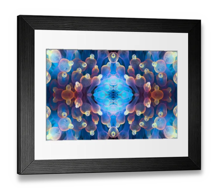 Framed Print : Kaleidoscopic image of Bubble tip anemone (Entacmaea quadricolor). Raja Ampat, West Papua Framed Print : Kaleidoscopic image of Bubble tip anemone (Entacmaea quadricolor). Raja Ampat, West Papua