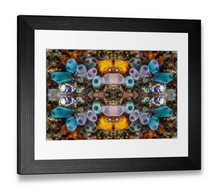 Framed Print : Kaleidoscopic image of Tunicates including Golden seasquirt (Polycarpa aurata) Lembeh Strait Framed Print : Kaleidoscopic image of Tunicates including Golden seasquirt (Polycarpa aurata) Lembeh Strait