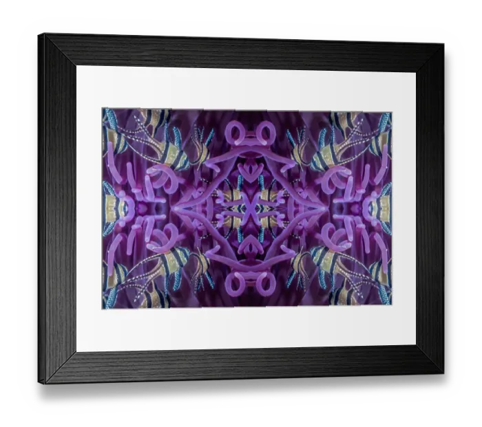 Framed Print : Kaleidoscopic image of Banggai cardinalfish (Pterapogon kauderni) in sea anemone Framed Print : Kaleidoscopic image of Banggai cardinalfish (Pterapogon kauderni) in sea anemone