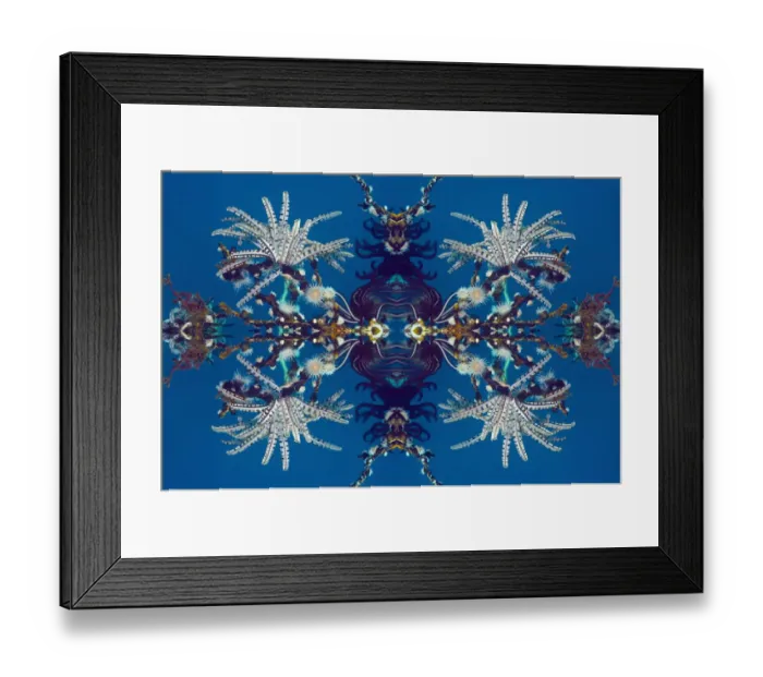 Framed Print : Kaleidoscopic image of Feather stars (Crinoidea) and Gorgonian wrapper anemone Framed Print : Kaleidoscopic image of Feather stars (Crinoidea) and Gorgonian wrapper anemone