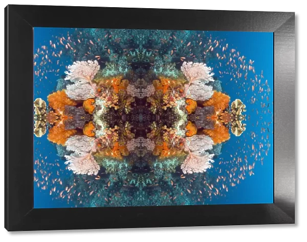 Kaleidoscopic image of Coral reef scenery with gorgonian, soft corals and Lyretail anthias
