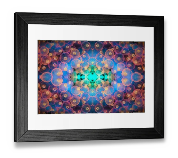 Framed Print : Kaleidoscopic image of Bubble tip anemone (Entacmaea quadricolor). Raja Ampat, West Papua Framed Print : Kaleidoscopic image of Bubble tip anemone (Entacmaea quadricolor). Raja Ampat, West Papua