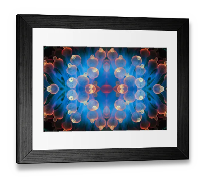 Framed Print : Kaleidoscopic image of Bubble tip anemone (Entacmaea quadricolor). Raja Ampat, West Papua Framed Print : Kaleidoscopic image of Bubble tip anemone (Entacmaea quadricolor). Raja Ampat, West Papua