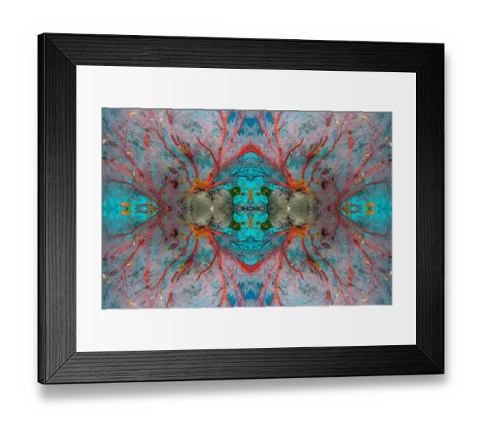 Framed Print : Gorgonian sea fan (Melithaea sp. ) with Lyretail anthias (Pseudanthias sqamipinnis) Framed Print : Gorgonian sea fan (Melithaea sp. ) with Lyretail anthias (Pseudanthias sqamipinnis)