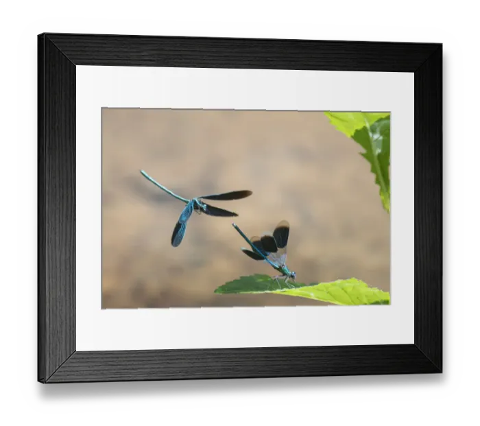 Framed Print : Beautiful demoiselle damselfly (Calopteryx virgo) male flying above Banded Demoiselle Framed Print : Beautiful demoiselle damselfly (Calopteryx virgo) male flying above Banded Demoiselle