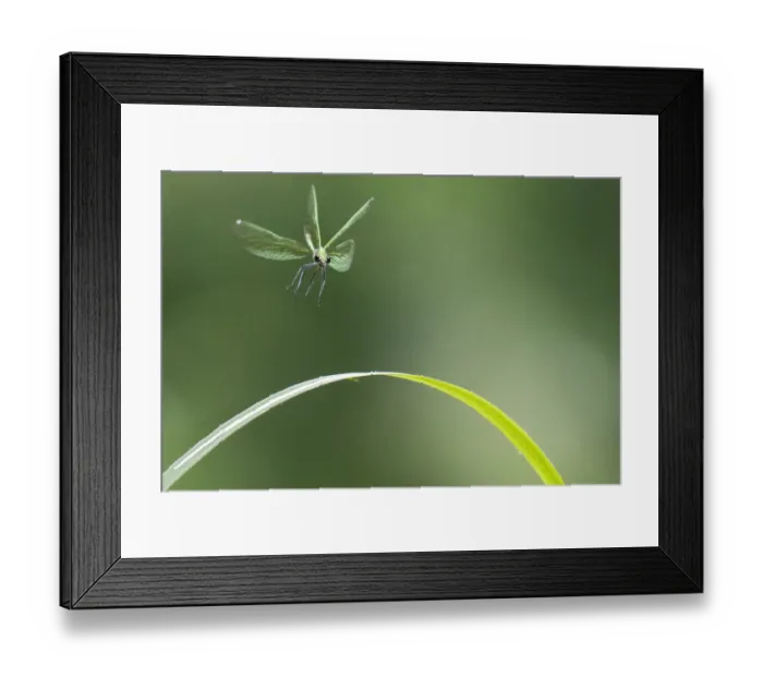 Framed Print : Beautiful demoiselle damselfly (Calopteryx virgo) female flying, Peerdsbos, Brasschaat, Belgium Framed Print : Beautiful demoiselle damselfly (Calopteryx virgo) female flying, Peerdsbos, Brasschaat, Belgium