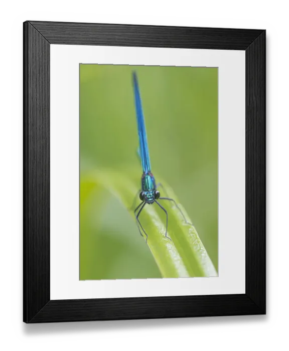 Framed Print : Beautiful demoiselle damselfly (Calopteryx virgo) male, Peerdsbos, Brasschaat, Belgium Framed Print : Beautiful demoiselle damselfly (Calopteryx virgo) male, Peerdsbos, Brasschaat, Belgium