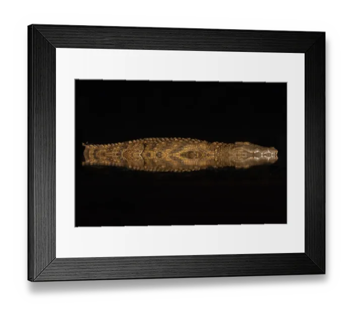 Framed Print : Nile crocodile (Crocodylus niloticus) at night, Zimanga private game reserve, KwaZulu-Natal Framed Print : Nile crocodile (Crocodylus niloticus) at night, Zimanga private game reserve, KwaZulu-Natal