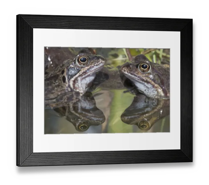 Framed Print : Common frogs (Rana temporaria) reflected in water, Brasschaat, Belgium. March Framed Print : Common frogs (Rana temporaria) reflected in water, Brasschaat, Belgium. March