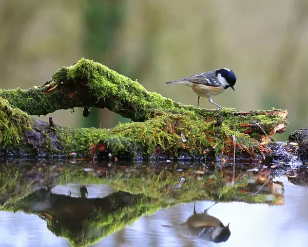 Coal tit (Periparus ater) on mossy log with reflection, England, UK. January