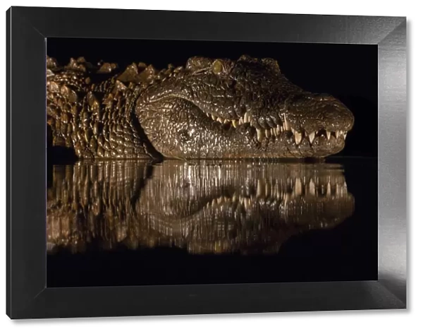 Nile crocodile (Crocodylus niloticus) at night, Zimanga private game reserve, KwaZulu-Natal