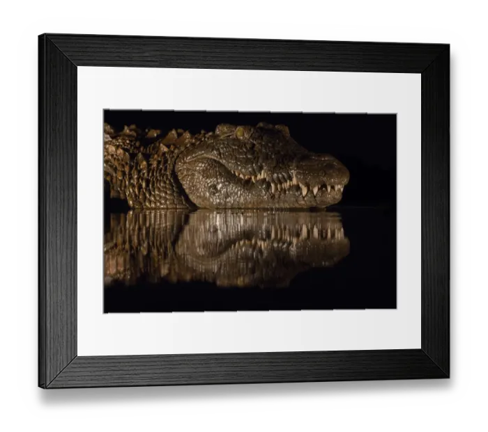 Framed Print : Nile crocodile (Crocodylus niloticus) at night, Zimanga private game reserve, KwaZulu-Natal Framed Print : Nile crocodile (Crocodylus niloticus) at night, Zimanga private game reserve, KwaZulu-Natal